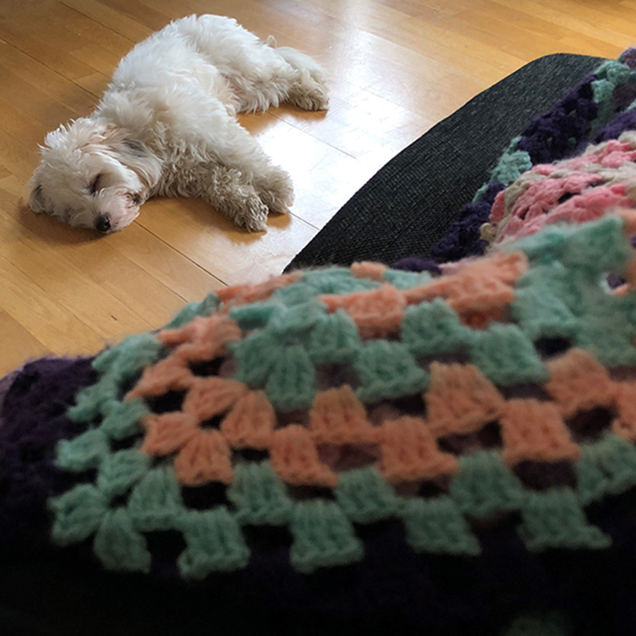 Hygge med hund